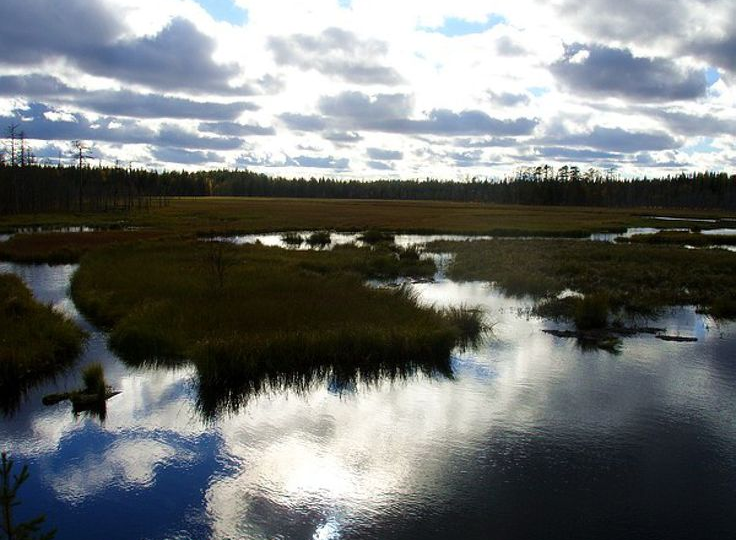 Череповецкие болота: почему люди сами шли туда, откуда не возвращались