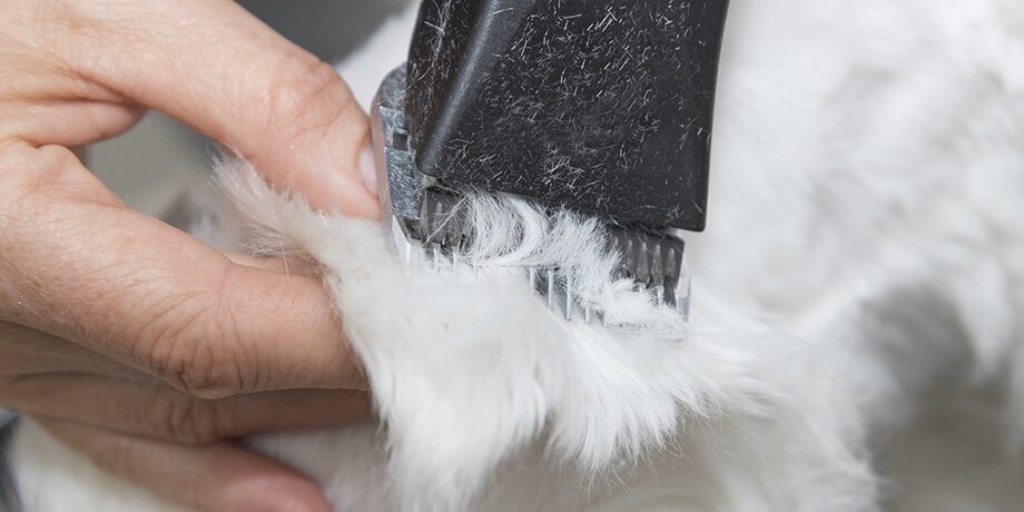    Фото:123RF.com/brezina123