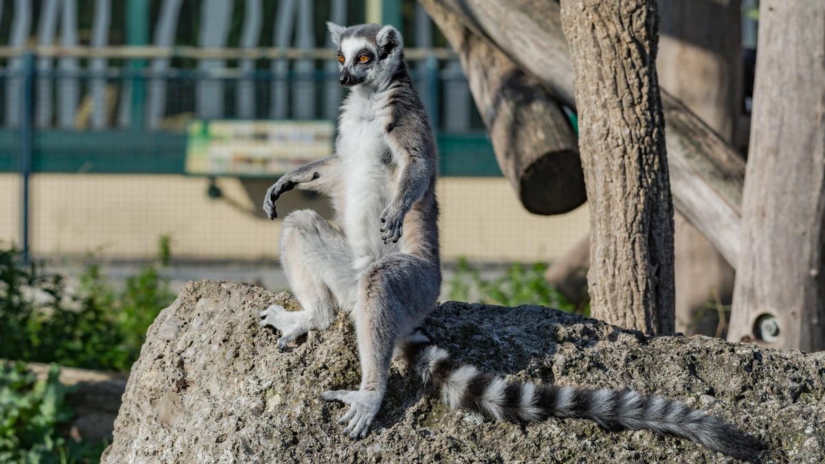    Кольцехвостых лемуров называют «кошачьими» из-за размеров и грациозной походки