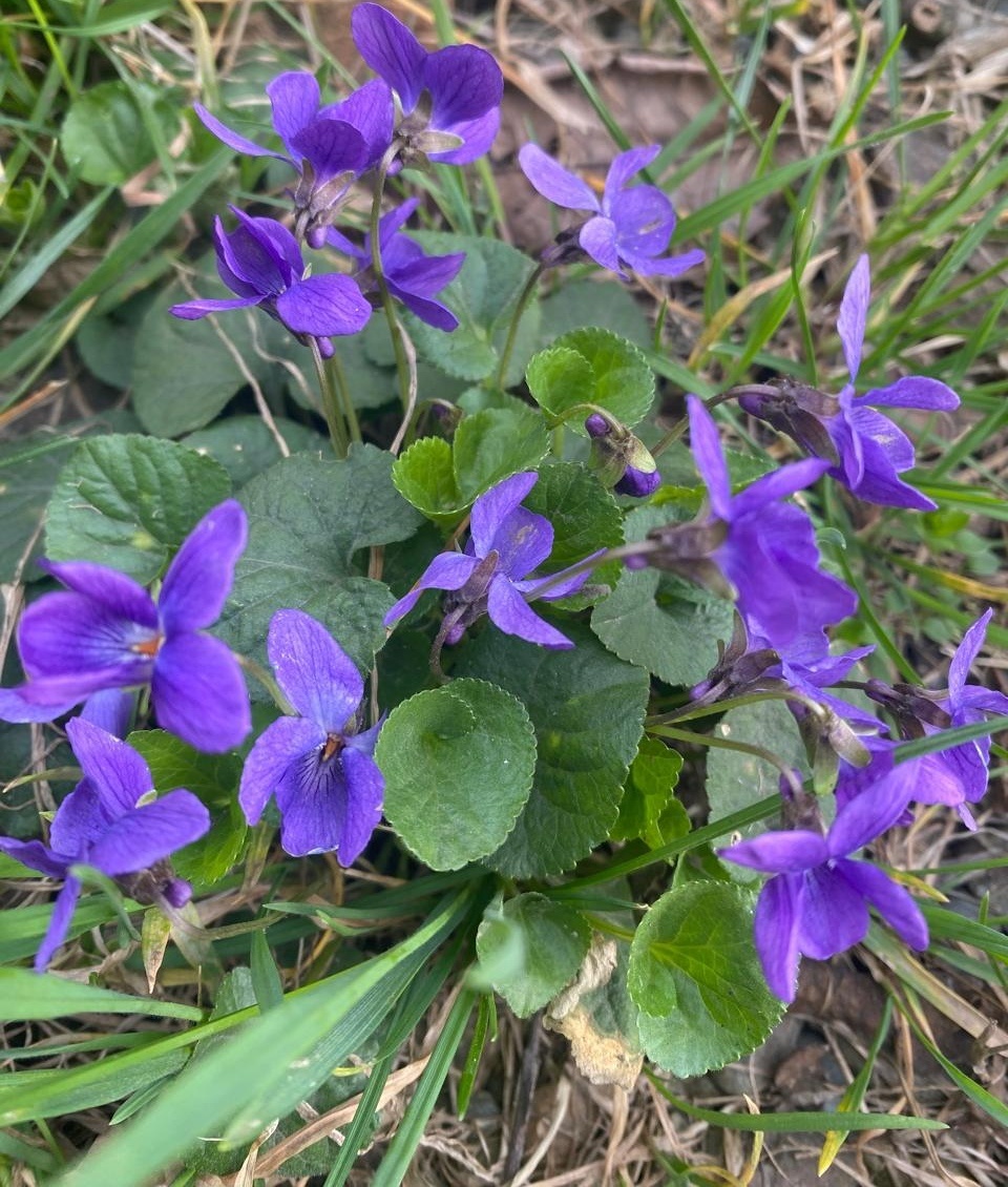 Фото автора. Весна 2025 года.