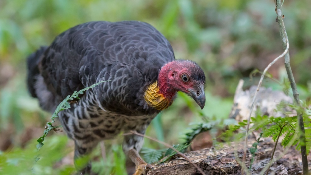     Фото: f o g a a s/Shutterstock/FOTODOM