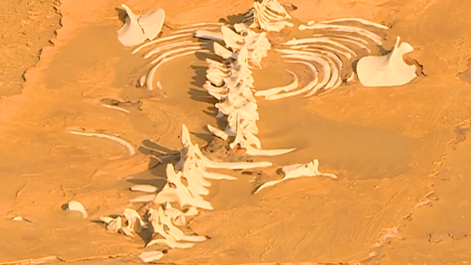 ФОТО: Кадр из программы "Невероятно интересные истории", РЕН ТВ