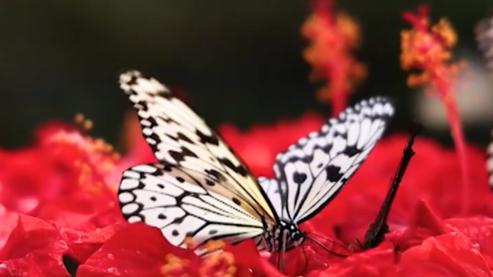 ФОТО: Кадр из программы "Невероятно интересные истории", РЕН ТВ