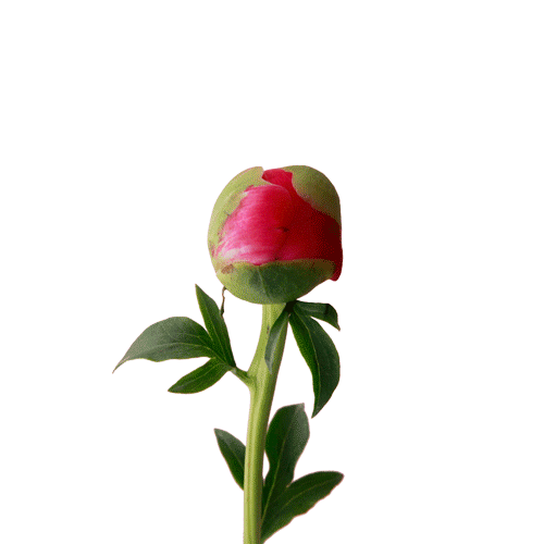 В средневековой Европе засушенный корень пиона, нарезанный на бусины и нанизанный на нить, был популярным и недорогим амулетом для младенцев от сглаза и колик.