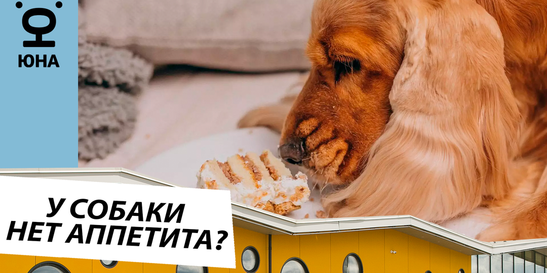 Почему собака отказывается от еды? Тревожные симптомы и план действий 🐕