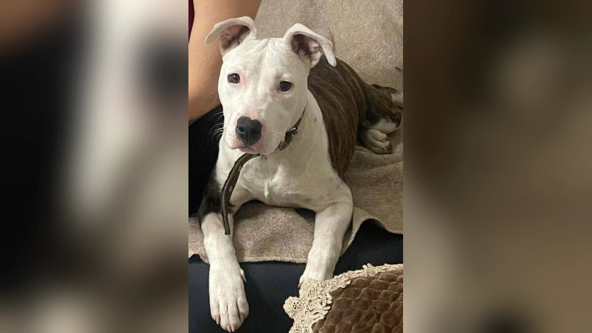    Фото t.me/mvd_23