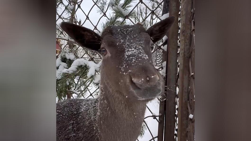    Фото: t.me/lenzoopark