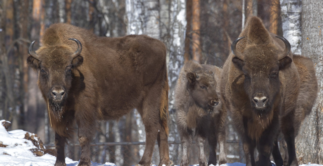    Фото: Игорь Дмитриев / Окский заповедник