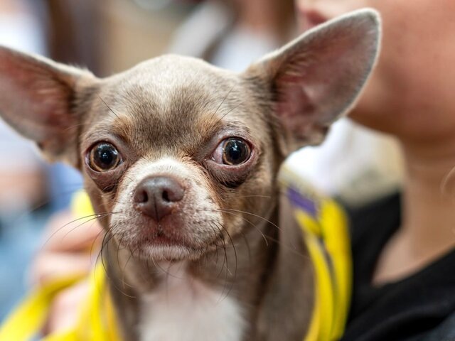    Фото: depositphotos/IgorTishenko