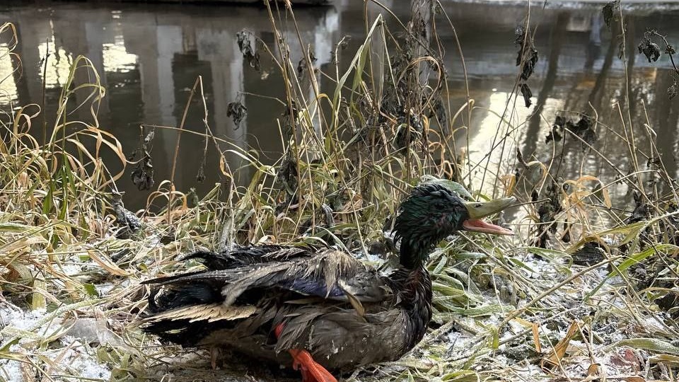 Настоящие герои не носят плащи: жители Свиблово спасли уток на Яузе от смерти
