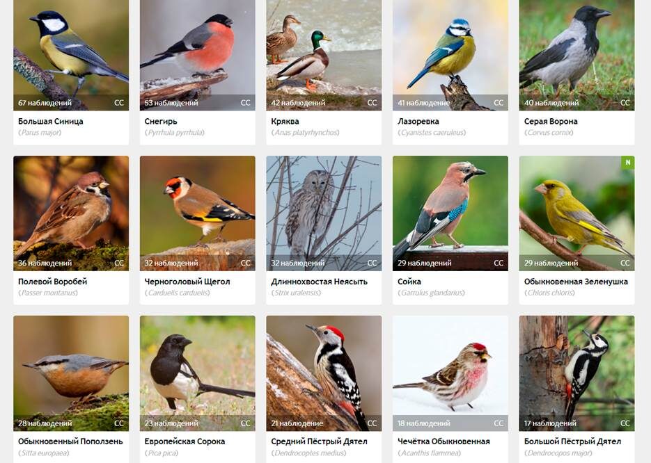 Основные виды птиц