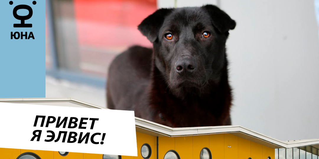 Элвис 🐕: щенок с шоколадной шерстью ищет дом! Активный и ласковый пес для вашей семьи