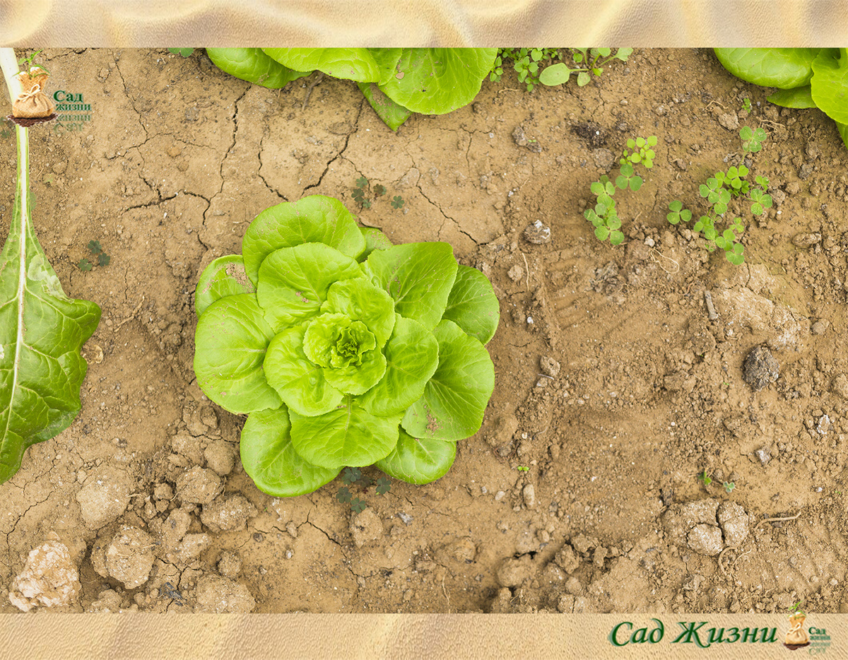 Что на самом деле значит «почва устала»