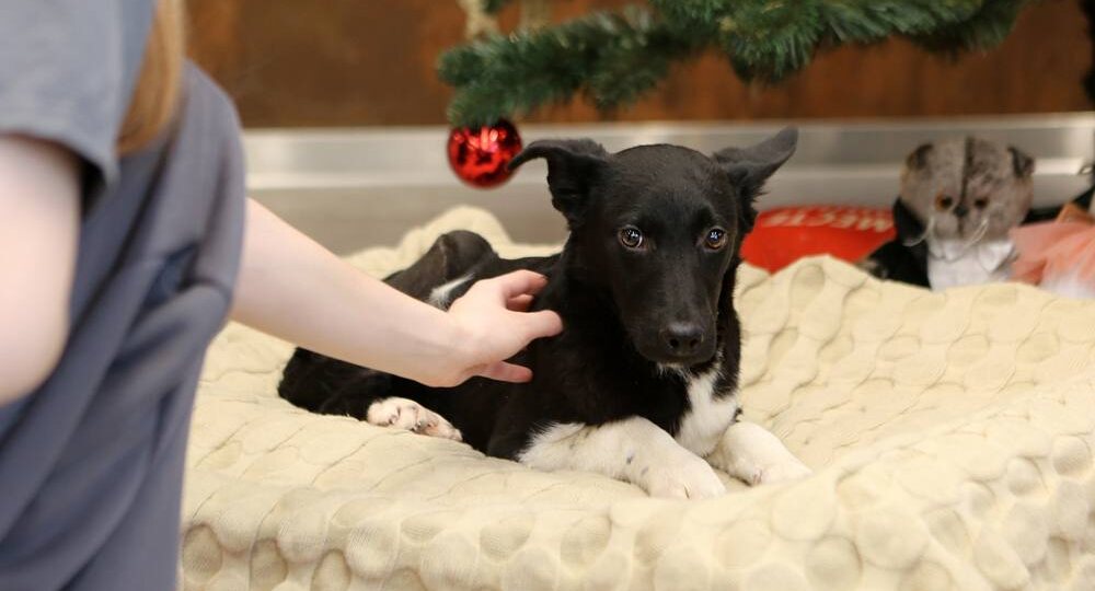 Честер 🐕: щенок-боец после аварии ищет дом!