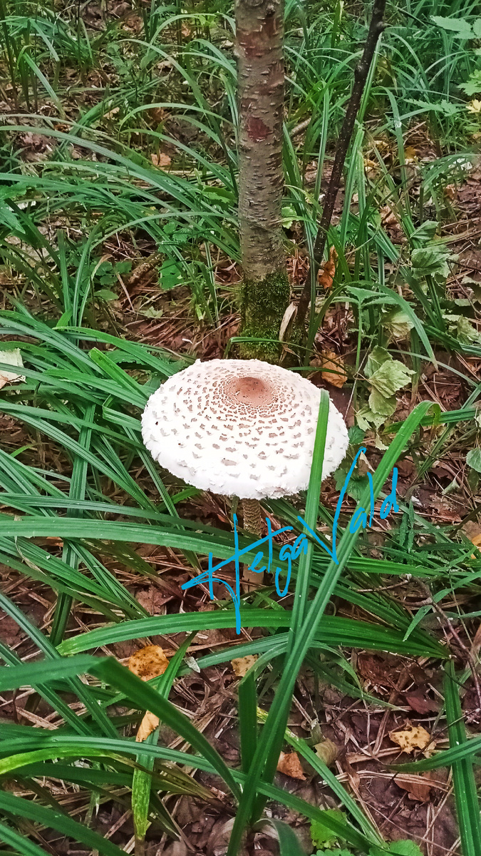 ЗОНТИК ПЁСТРЫЙ.