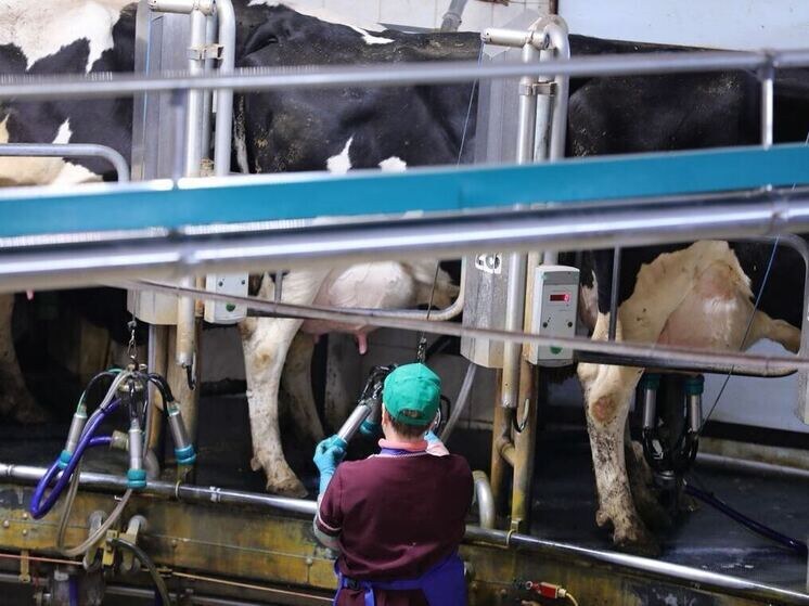     Фото: Олег Каргаполов («Вечерний Челябинск»)