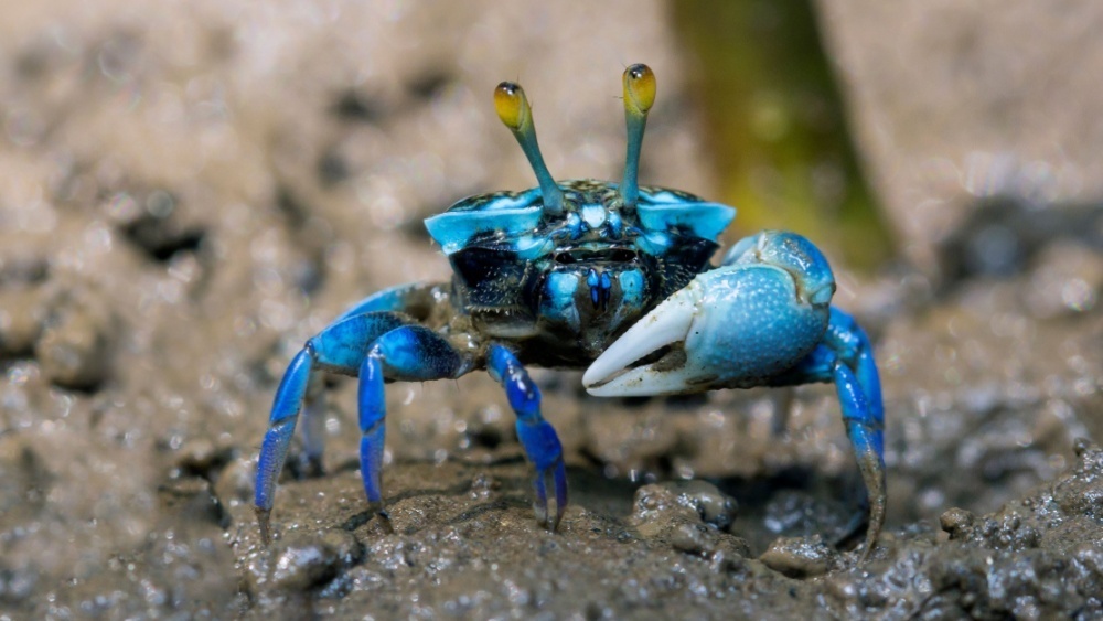     Фото: aDam Wildlife/Shutterstock/FOTODOM