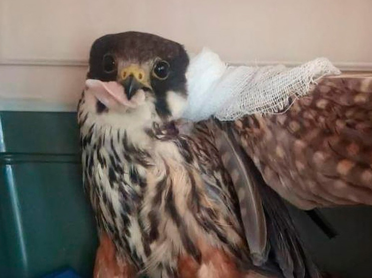     фото: пресс-служба Правительства Липецкой области