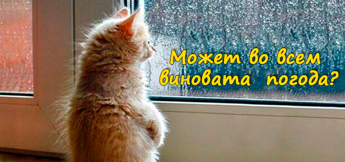почему кот стал меньше есть