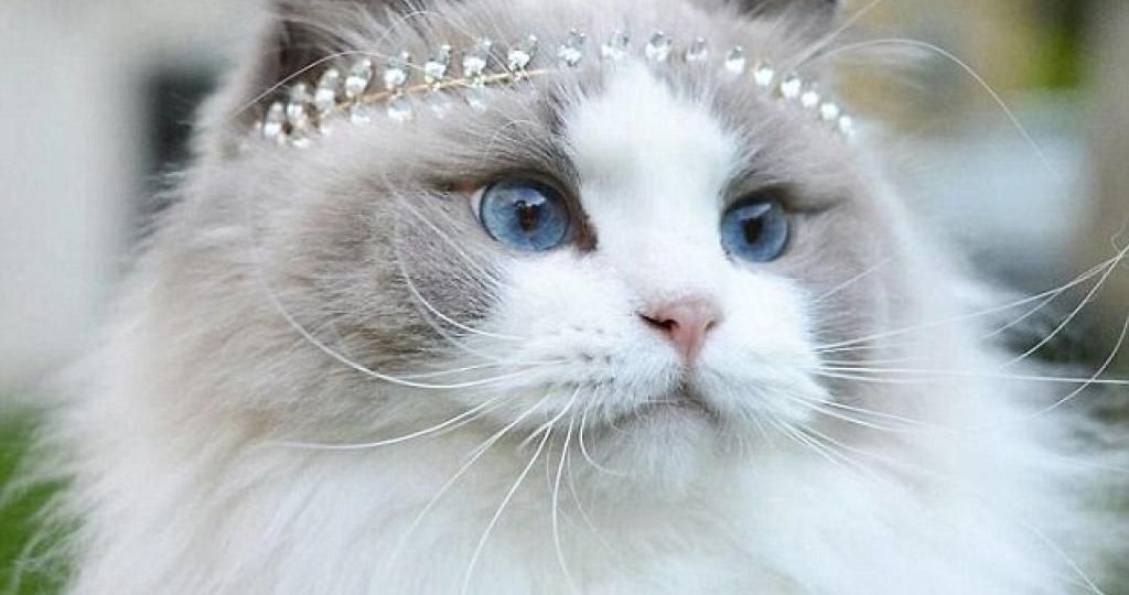 😻Самые красивые кошки: по опросу любителей кошек и их владельцев