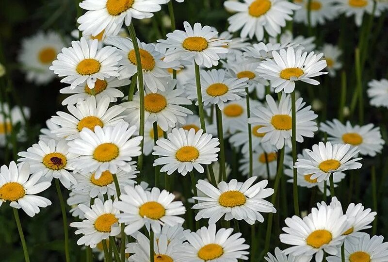 Ромашка обыкновенная: маленький белый цветок, который знает толк в большом здоровье