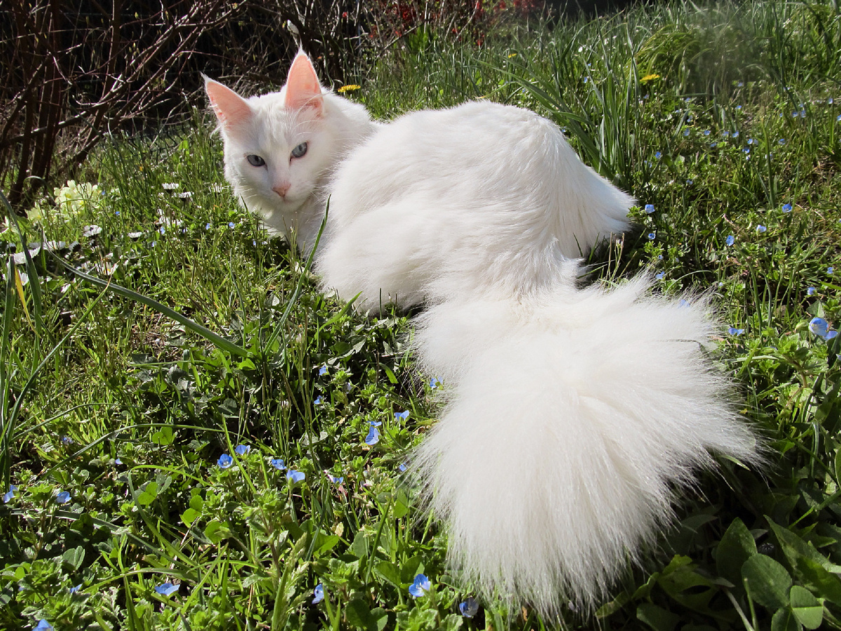 «Его Величество выбрало фаворита». Фотография: Daly69, CC BY-SA 3.0