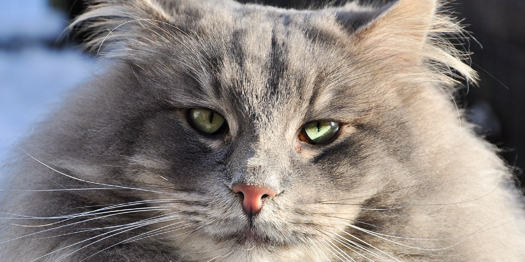 10 преданных пород кошек, которые выбирают себе одного хозяина