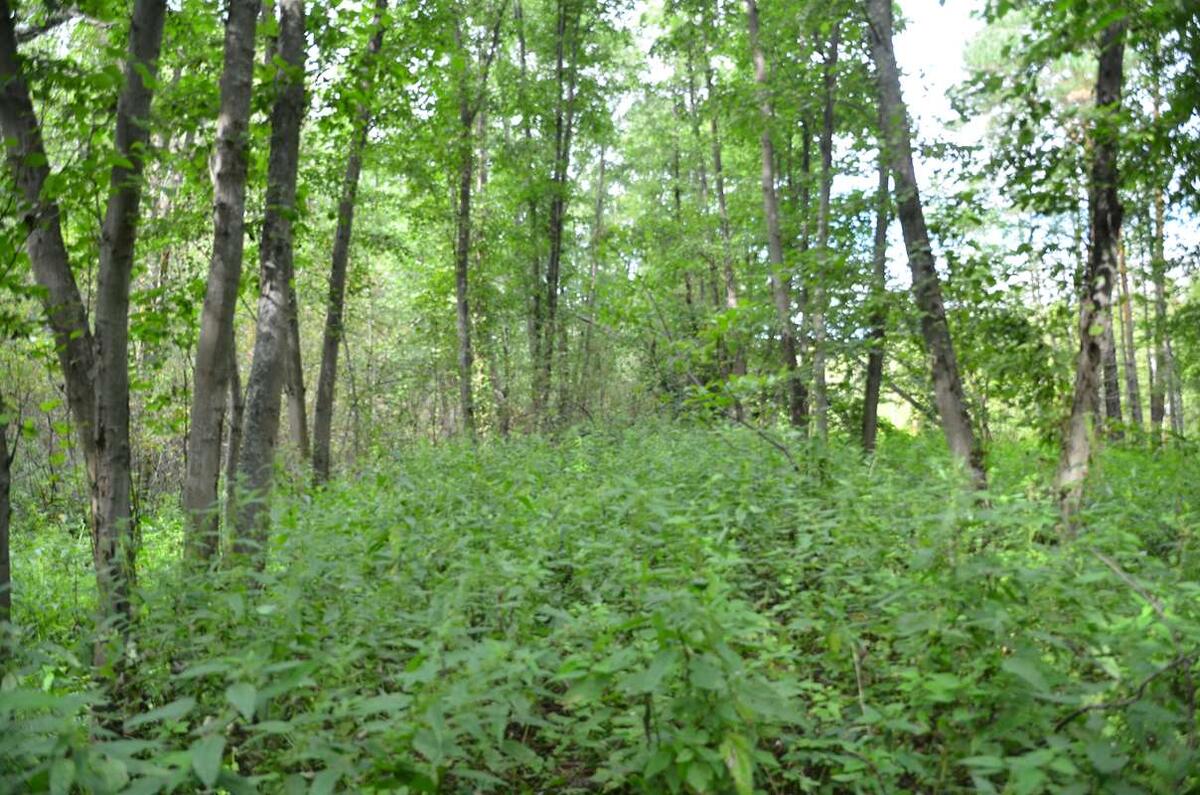    Бывшая железная дорога, по которой ходили паровозы и дрезины stalker