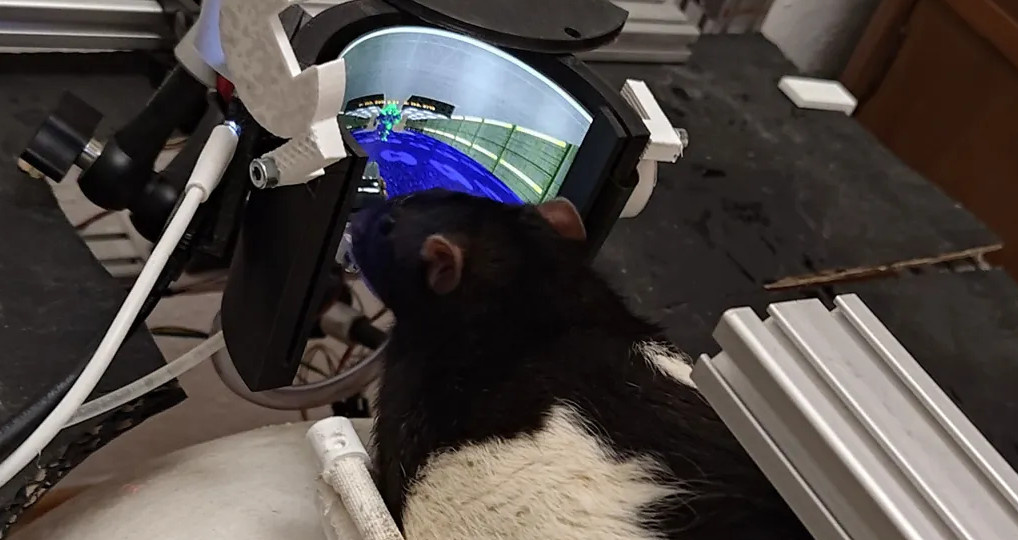 Крысы научились успешно истреблять виртуальных демонов в Doom II