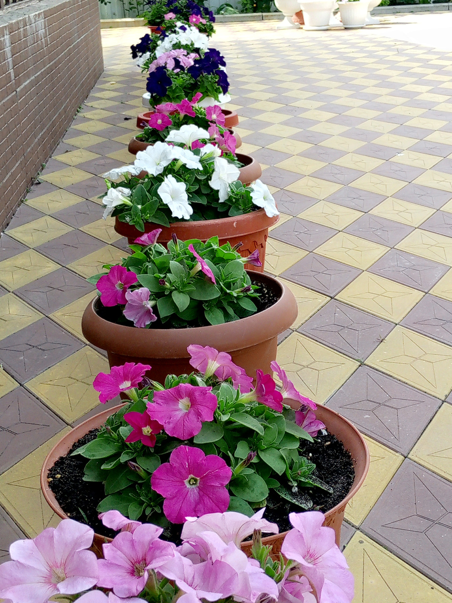 Рассада петуний высаженна в кашпо и занимает свои постоянные места во дворе. Май.