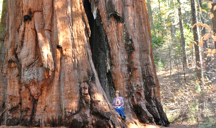 Гигантская секвойя