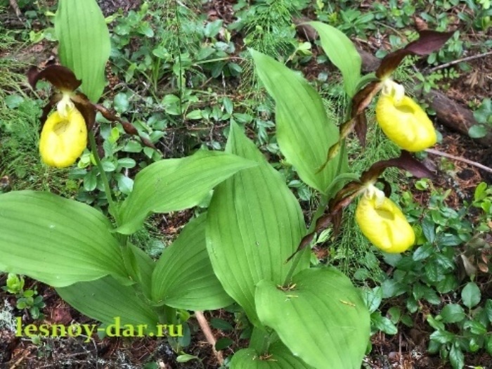 Так выглядит венерин башмачок настоящий (фото З. Н. Шутовой, долина реки Пежма, Верховажский район, север Вологодской области - с блога "Лесная кладовая")