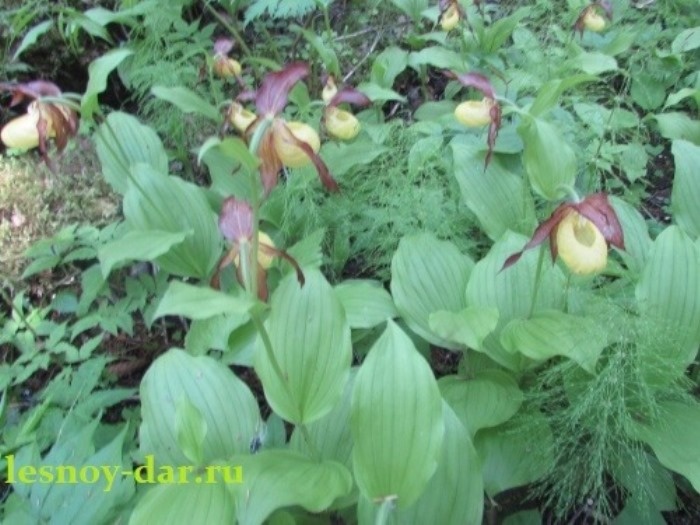 Куртинка венериного башмачка настоящего (фото Валентины и Николая Сошиловых, верховья реки Юг, Никольский район, восток Вологодской области - с блога "Лесная кладовая")