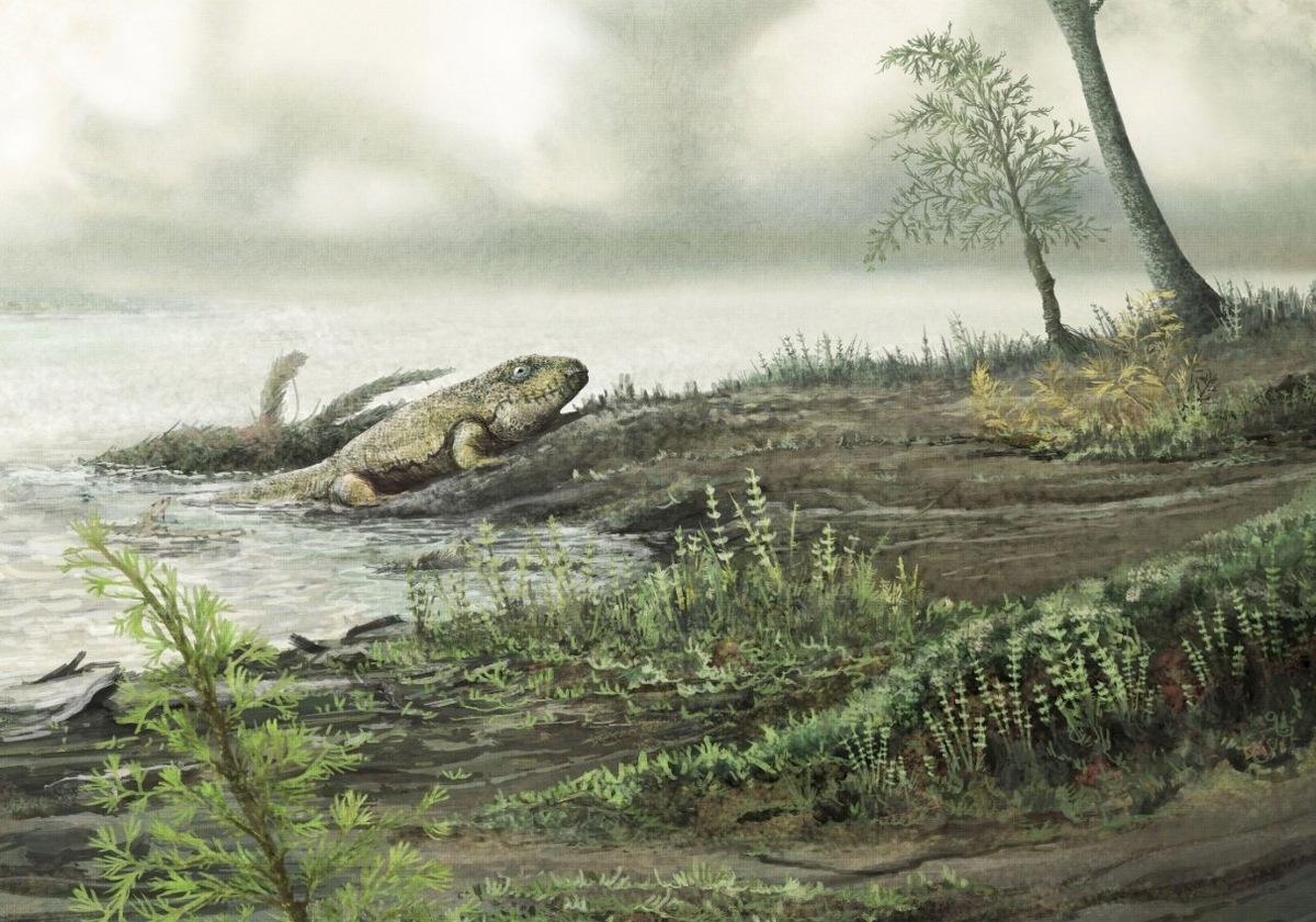    Жизнь вышла на сушу примерно 360 миллионов лет назад. Источник изображения: Live Science