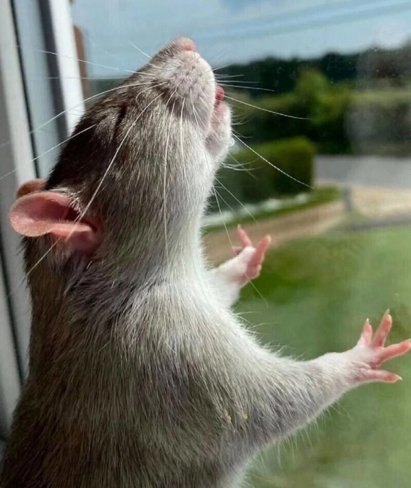    14 четвероногих мастеров релакса, которым позавидуют йоги со стажем