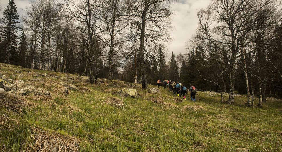    Идём без тропы направо и вверх stalker