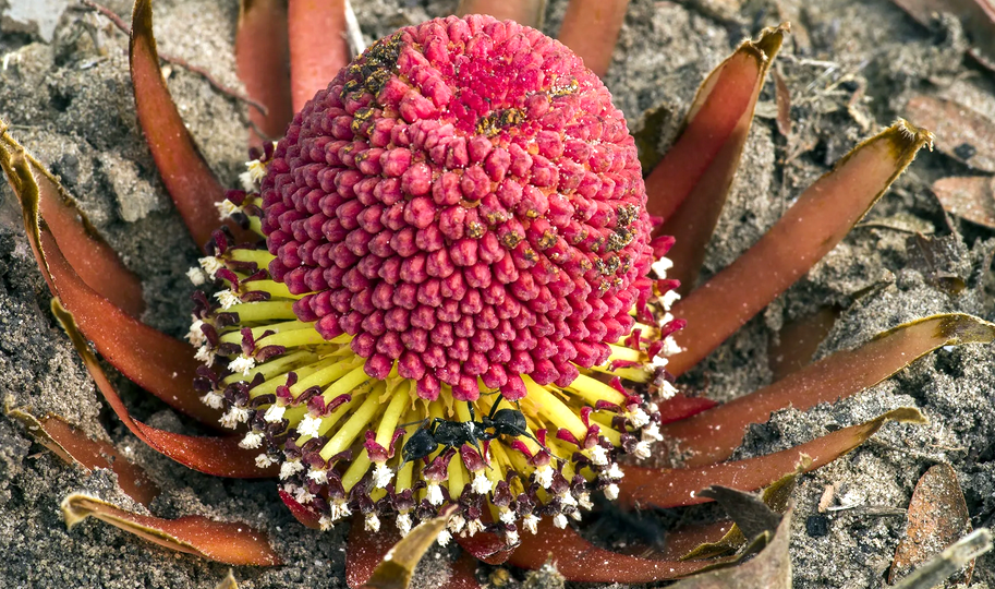 «Растение-вампир» лангсдорфия
