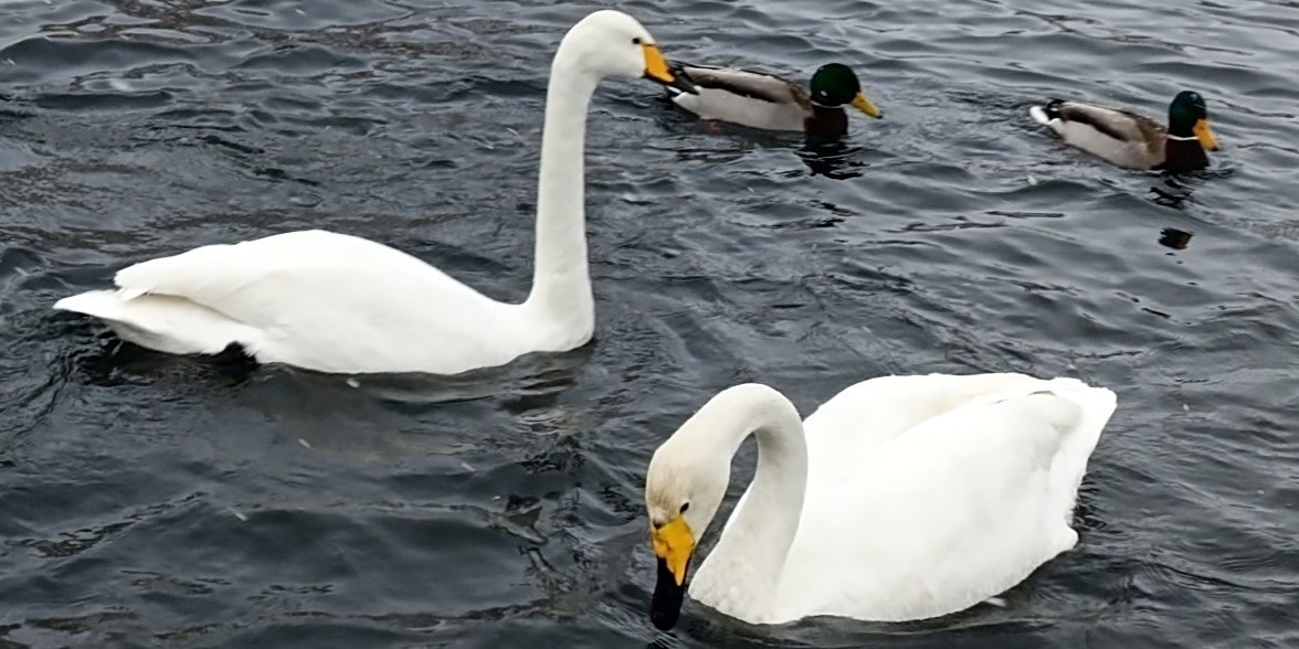 Лебеди на озере Светлое (Фото: Nixe (Bearna Team))