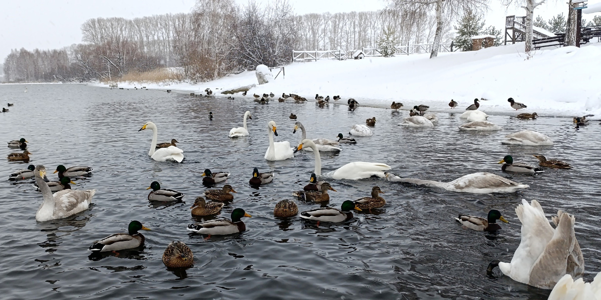 Лебеди у базы отдыха "Белый стан" (Фото: Nixe (Bearna Team))
