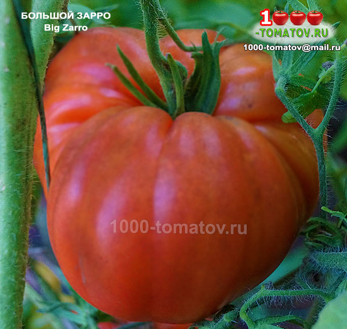 Томат Большой Зарро  Big Zarro (США) фото 1
