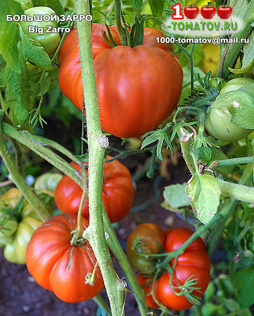 Томат Большой Зарро  Big Zarro (США) фото 2