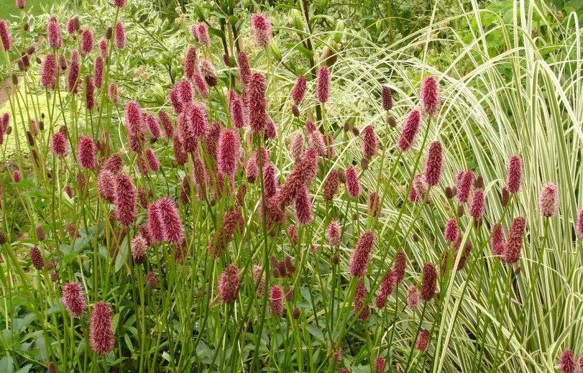 Кровохлёбка: скромная трава, о которой забыли, но которая может удивить даже искушённого знатока природы