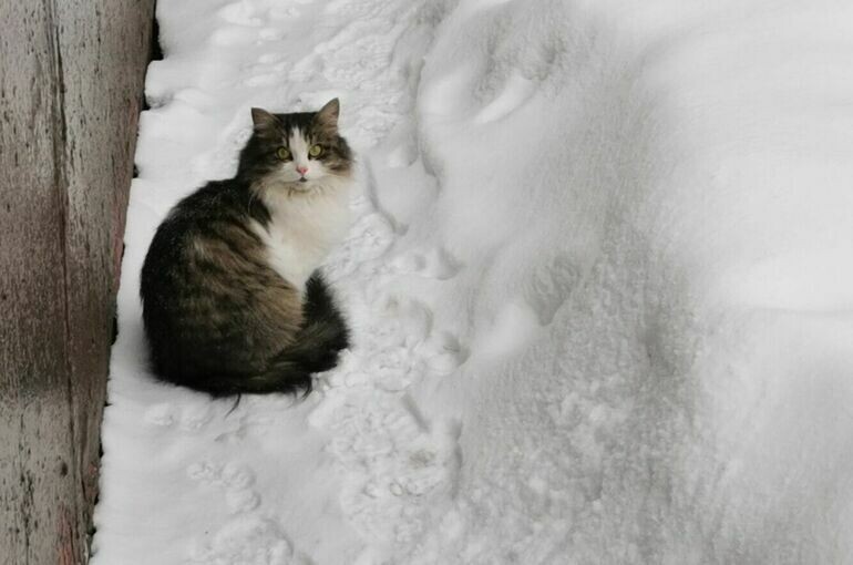   Игорь Самохвалов/«Парламентская газета»