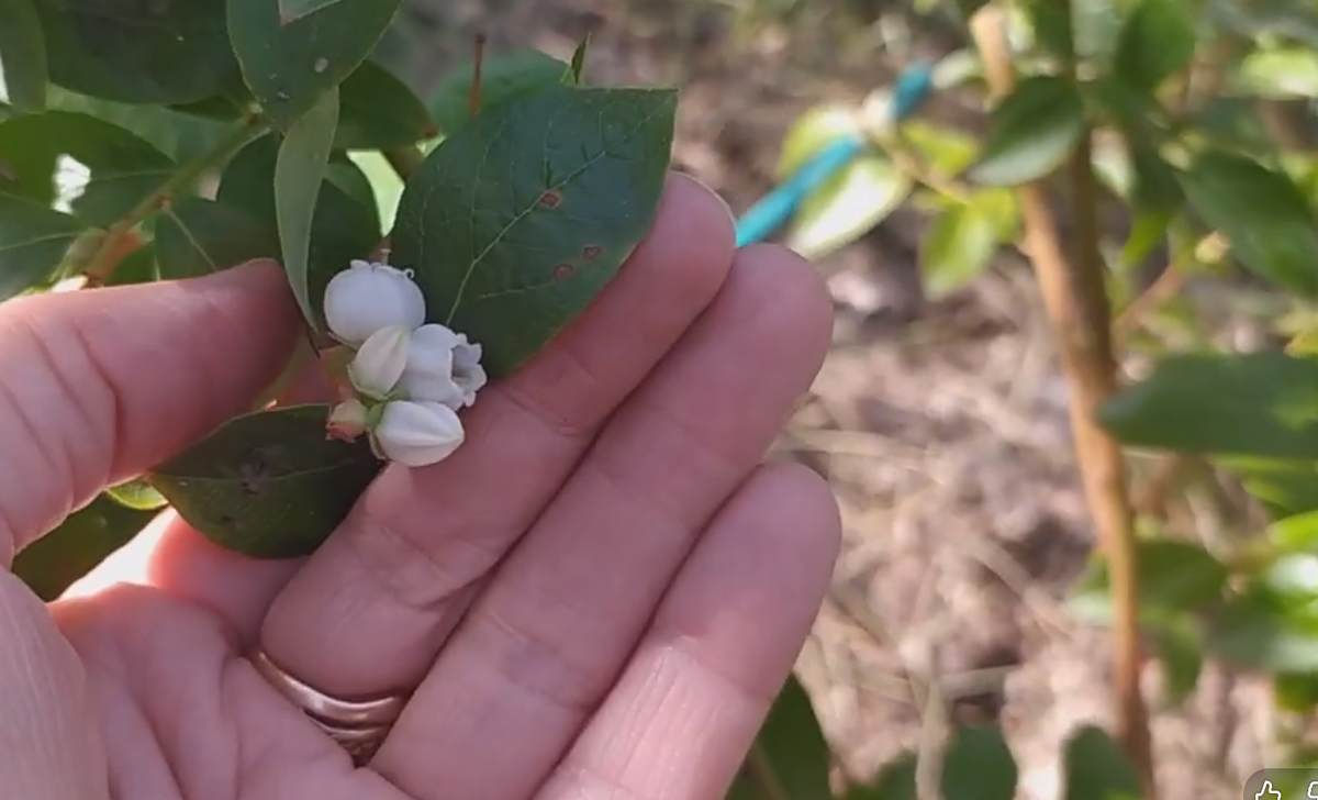 Цветение голубики Веймут в середине сентября 2025 год