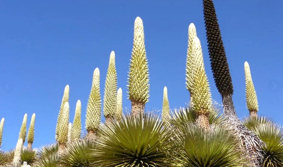 Пуйя чилийская