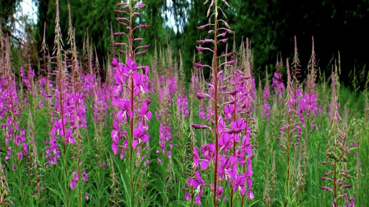 Иван-чай на лесногй поляне