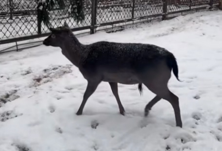 фото: пресс-служба Ленинградского зоопарка