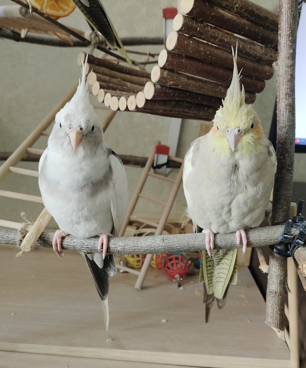 Штерн и Пепси.