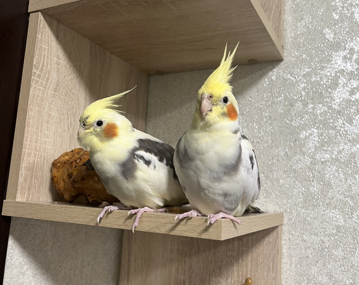 Вездеход и Подозревака.