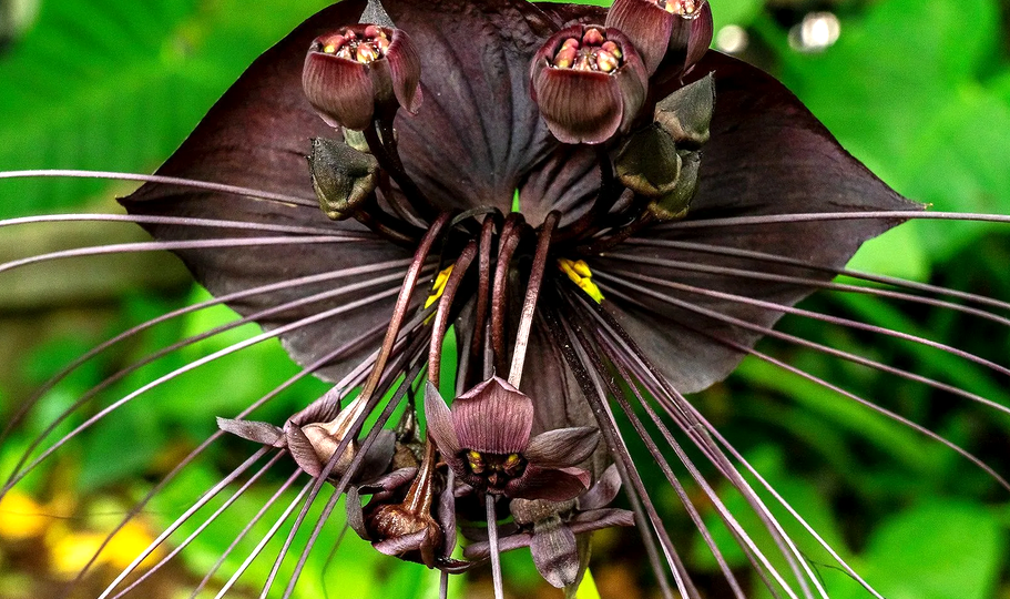 Такка Шантрье